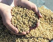 продам семена сои,  ранний сорт стойкий к Раундапу