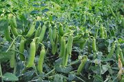 Продам посевной материал Гороха