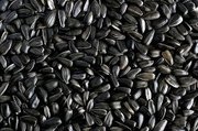 яровые семена подсолнечника,  рапса,  кукурузы,  ячмня,  пшеницы  и другие