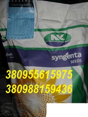 продам гибрид подсолнуха Опера