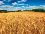 Купуємо зерновідходи,  некондицію та побічні продукти