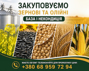 Закуповуємо сільськогосподарські культури (база та некондиція)