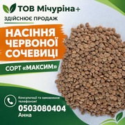 Насіння для посіву сочевиці червоної сорт «Максим» 